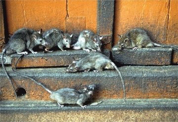 травля мышей в квартире