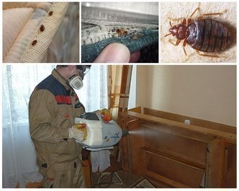 травля тараканов в общежитии