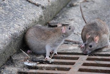 где живут крысы