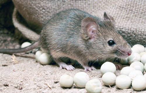 Домовая мышь поедает запасы