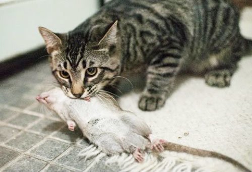 Уничтожение крыс кошками