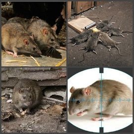 чем питаются крысы в природе