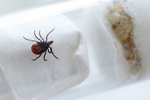 Пойманный клещ в пробирке