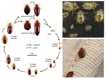 Яйца клопов на мебели