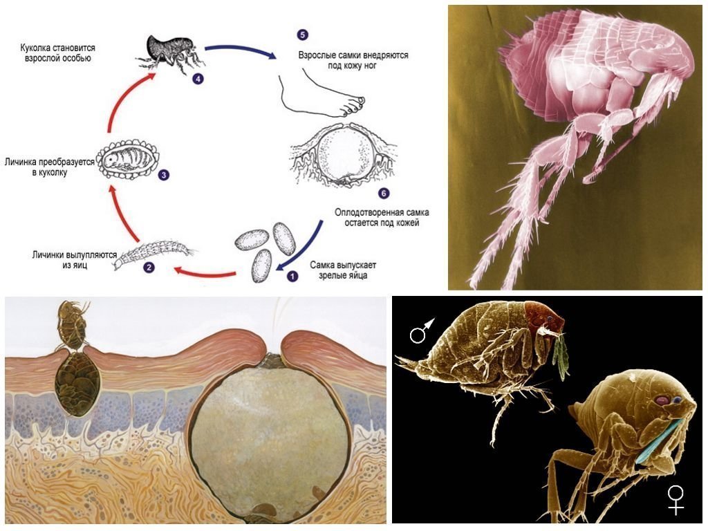 Песчаные блохи. Песчаная блоха паразит. Песчаная блоха жизненный цикл. Песчаная блоха паразит укуч.