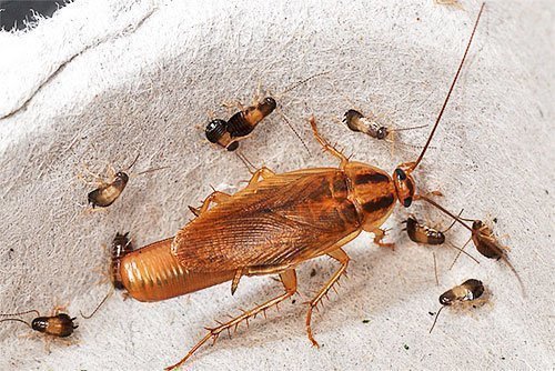 Размножение тараканов в квартире. Почему их становится больше после  обработки?
