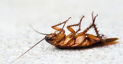 Тараканы притворяются мёртвыми, чтобы успешно выживать