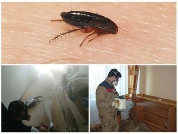 виды домашних насекомых