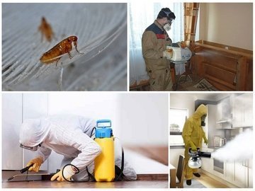 уничтожение домашних насекомых