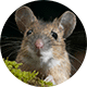 Мыши, крысы в Арамили