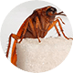 Тараканы в Сысерти