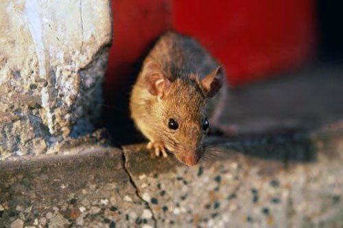 Уничтожение крыс и мышей в Свердловской области