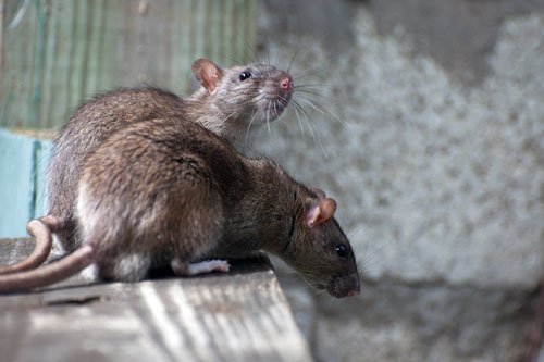 обработка от крыс и мышей
