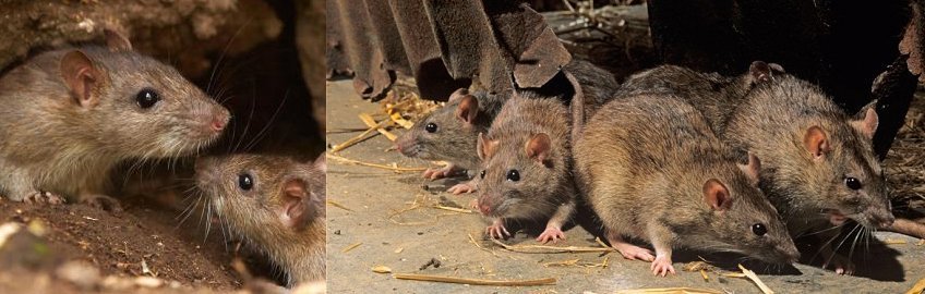 служба по уничтожению крыс
