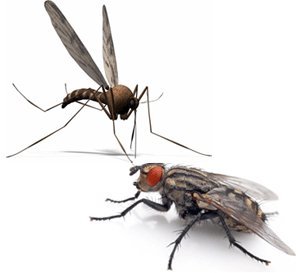 Комар и муха