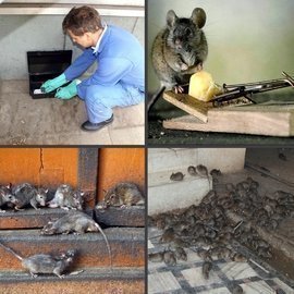 уничтожение крыс екатеринбург