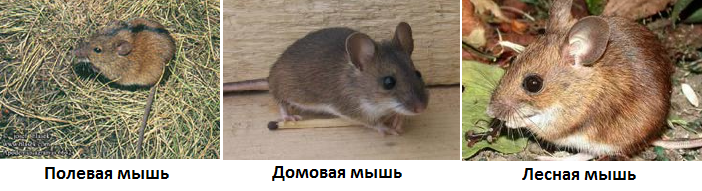 уничтожение мышей и крыс