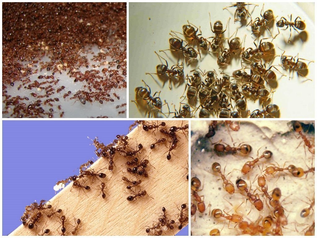 Причины появления муравьев в жилом помещении