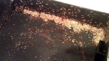 уничтожение муравьев екатеринбург