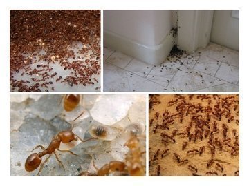 победа ооо уничтожение муравьев