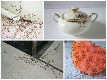 служба по уничтожению муравьев