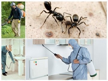 уничтожить муравьев в квартире