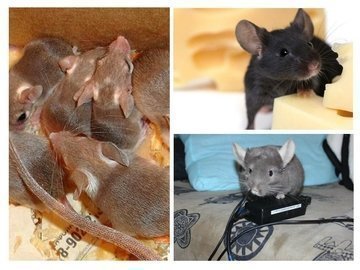 истребление крыс и мышей