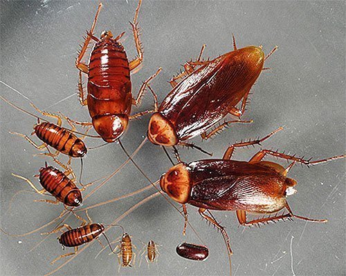 Размножение тараканов. Жизненный цикл и развитие