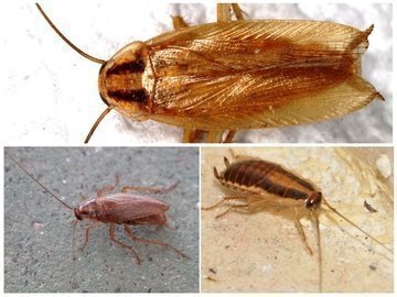разновидности домашних тараканов