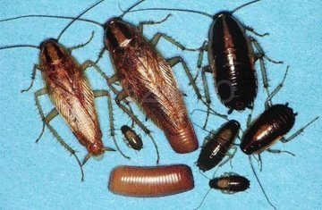 сколько живут тараканы после дезинфекции